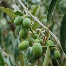 Pianta ulivo moraiolo in - moraiolo,