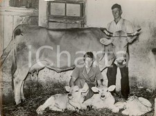 1938 GERMANIA Propaganda Famiglia ariana in stalla con mucca e vitellini *Foto