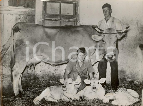 1938 germania propaganda - germania,