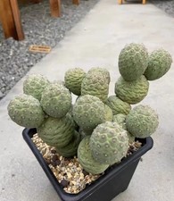 Pianta di Cactus Succulento