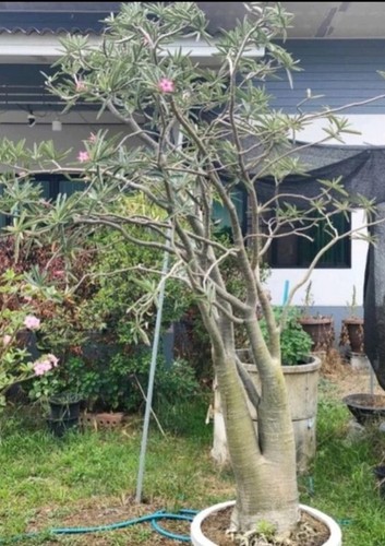 Adenium obesum subsp