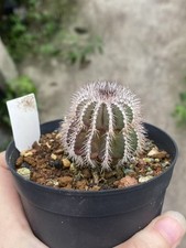 Rara pianta succulenta Uebelmannia pectinifera coltivazione semi WYSIWYG  