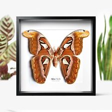 Atlas Moth Butterfly Insect