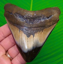 Dente di squalo megalodonte