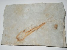 - Fossili - PESCE (5) brasile