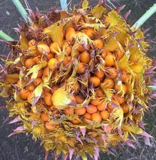 Cycas siamensis | Siamese cycad | Thai cycad -  - Cicade siamese | Cicade tailan