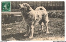 AZLP1-0074-ANIMAUX - Cane Dei