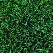 Semi Prato Inglese SUPREME ICL Professionale per giardinieri Verde Brillante 5KG