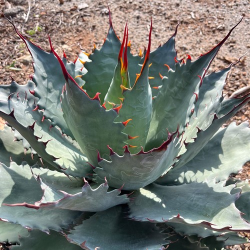 Agave corona del diablo - agave,
