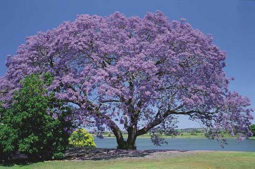 Jacaranda mimosifolia - jacaranda,