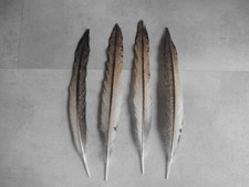 4 piume di pavone colorate