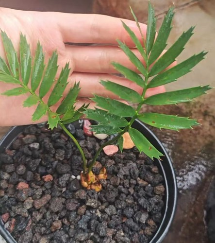 Encephalartos ferox - cm, +