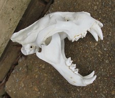 Male Bengal tiger reproduction skull cast taxidermy REPLICA