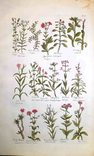 Stampa antica botanica - antica, erbario