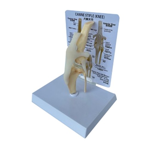 Modello ginocchio cane
