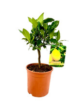 PIANTA albero LIMONE LUNARIO 4 STAGIONI VASO17CM agrumi sicilia h70cm FOTO REALE