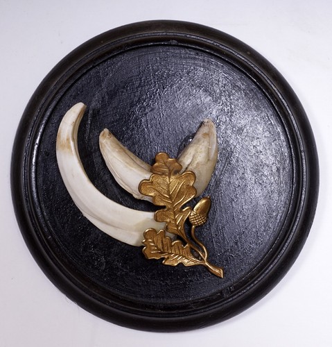 Bellissimi trofeo denti - bellissimi,