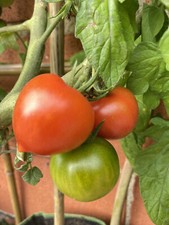 NANO CUORE DI BUE, 50 SEMI DI POMODORO NANO - POMODORO NANO IN VASO + OMAGGIO