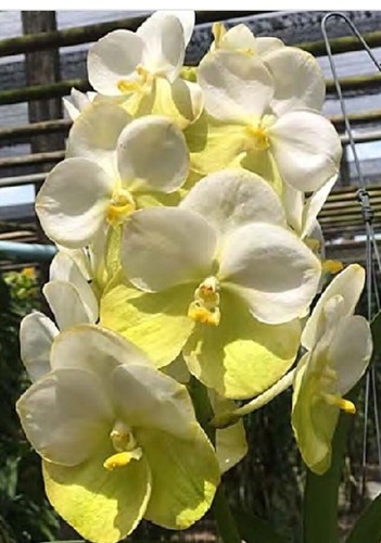 Vanda ibrido