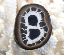 Septaria 47 Grammi - Provincia Di Jerada, Regione Orientale, Marocco