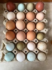 uova feconde fertili di varie