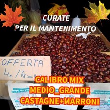 4_KG CASTAGNE OFFERTA  FRESCHE  ❤️ ❤️ ❤️ 2025  CALIBRO MEDIO_GRANDE 