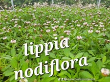 PRATO LIPPIA NODIFLORA SENZA MANUTENZIONE COPERTURA 50MQ