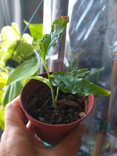 Pianta preziosa rara monstera - pianta,