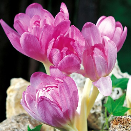 Colchicum giant bulbi fiori - giant,
