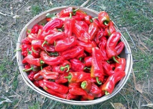 Peperoncino aleppo dalla - peperoncino, di