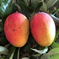 PIANTA DA FRUTTO TROPICALE