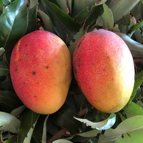 Pianta frutto tropicale - pianta, da