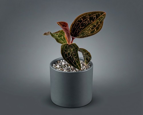 Anoectochilus chapaensis