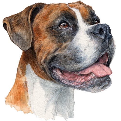 Adesivi boxer cane - boxer,