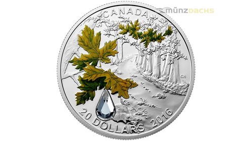 Dollaro bigleaf foglia - dollaro,