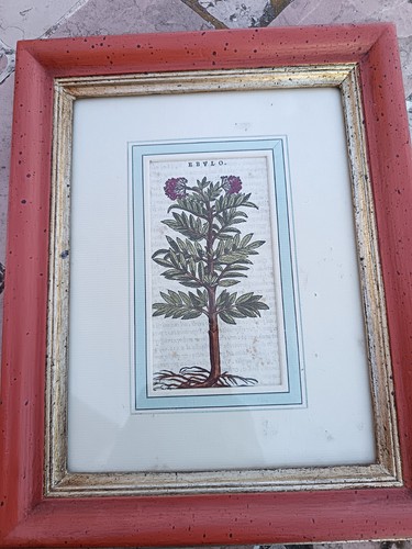 Stampa botanica quadro - quadro, con