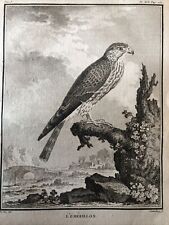 FALCONERIA,ornitologia 1780 Buffon “ SMERIGLIO”