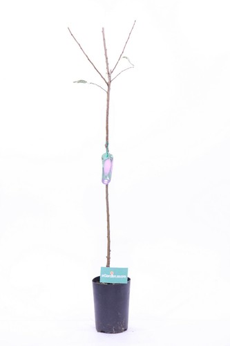 Pianta susino albero - pianta,