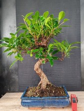 bonsai   ficus retusa  h 50 cm