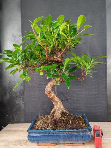 Bonsai ficus retusa h - ,