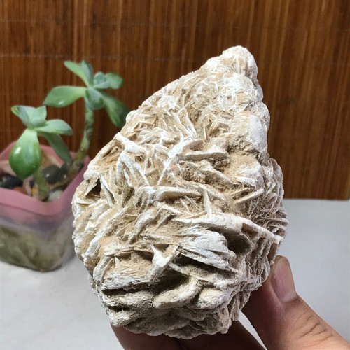 Rosa del deserto naturale - , 97