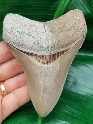 Dente megalodonte cm - 10,8,