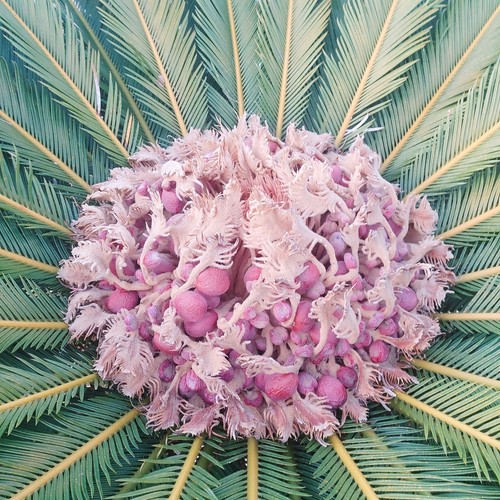 Cycas revoluta seeds pcs - revoluta,