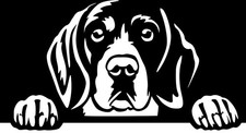 Adesivo BEAGLE - adesivo auto
