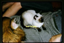 Gattino siamese gatto in