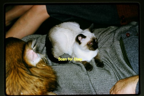 Gattino siamese gatto - , in