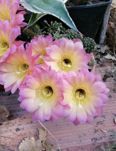 Echinopsis giallo rosa - echinopsis, e