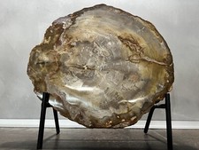 A +++ Splendida Fetta di Legno pietrificato_Origine Madagascar