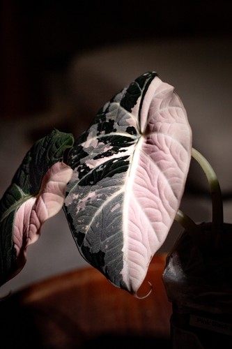 Rare alocasia pink black - pink,