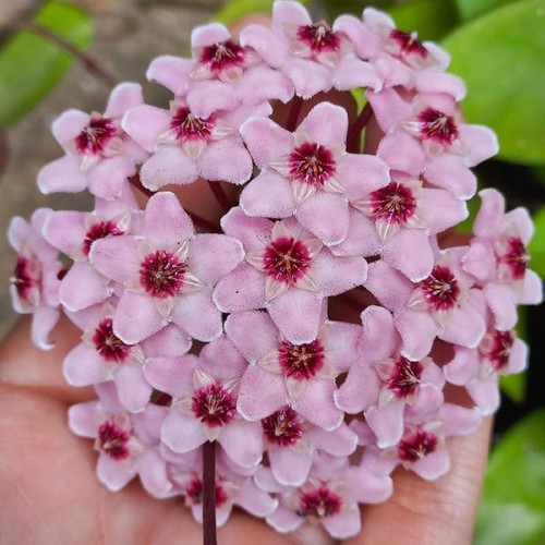 Hoya carnosa krimson - krimson, queen